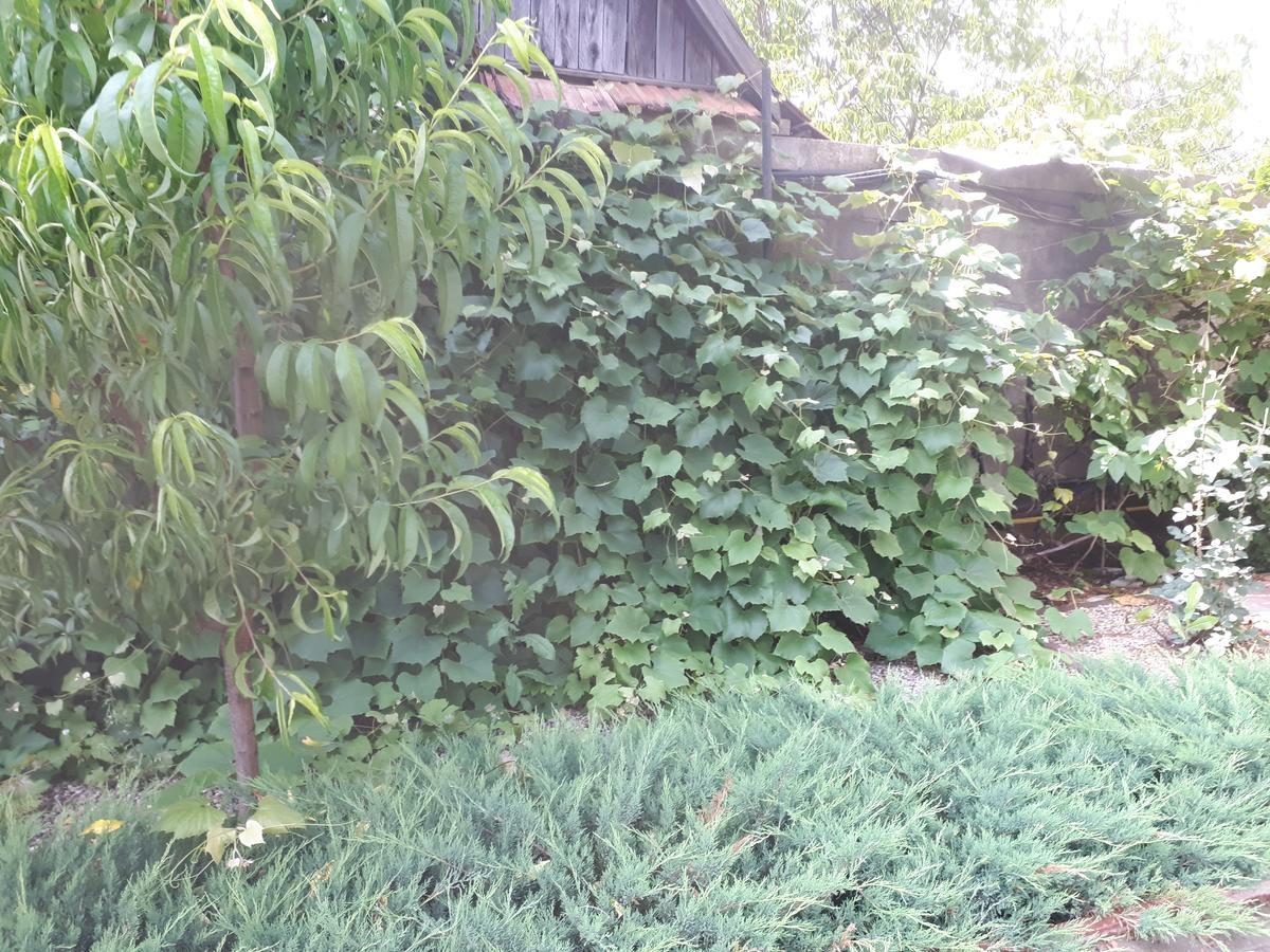 Gilău Casa Cioncaゲストハウス エクステリア 写真